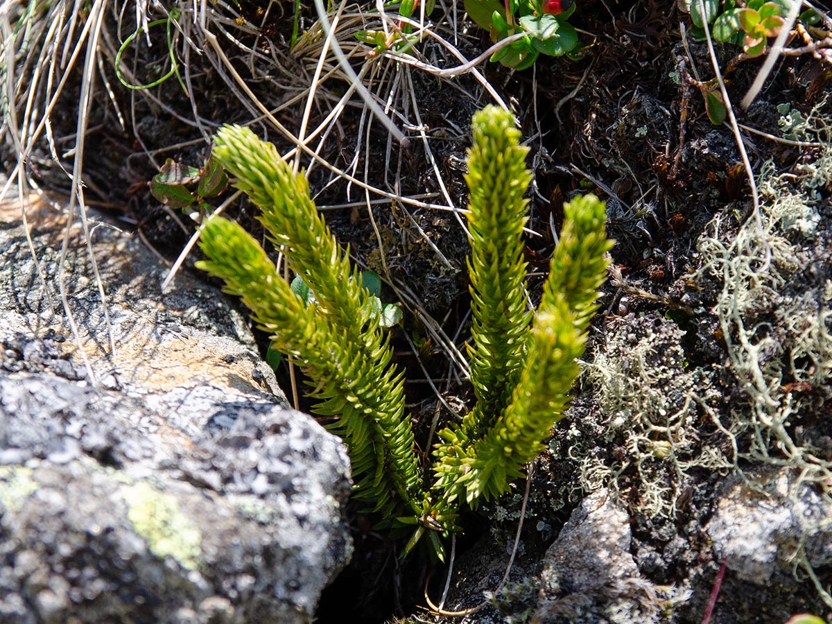 Habitus